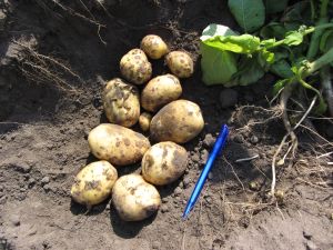 Premiere aardappel 26-6