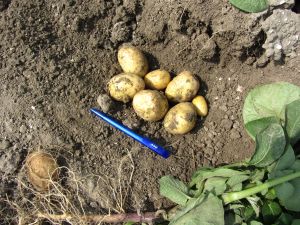 agria 27-6 aardappel